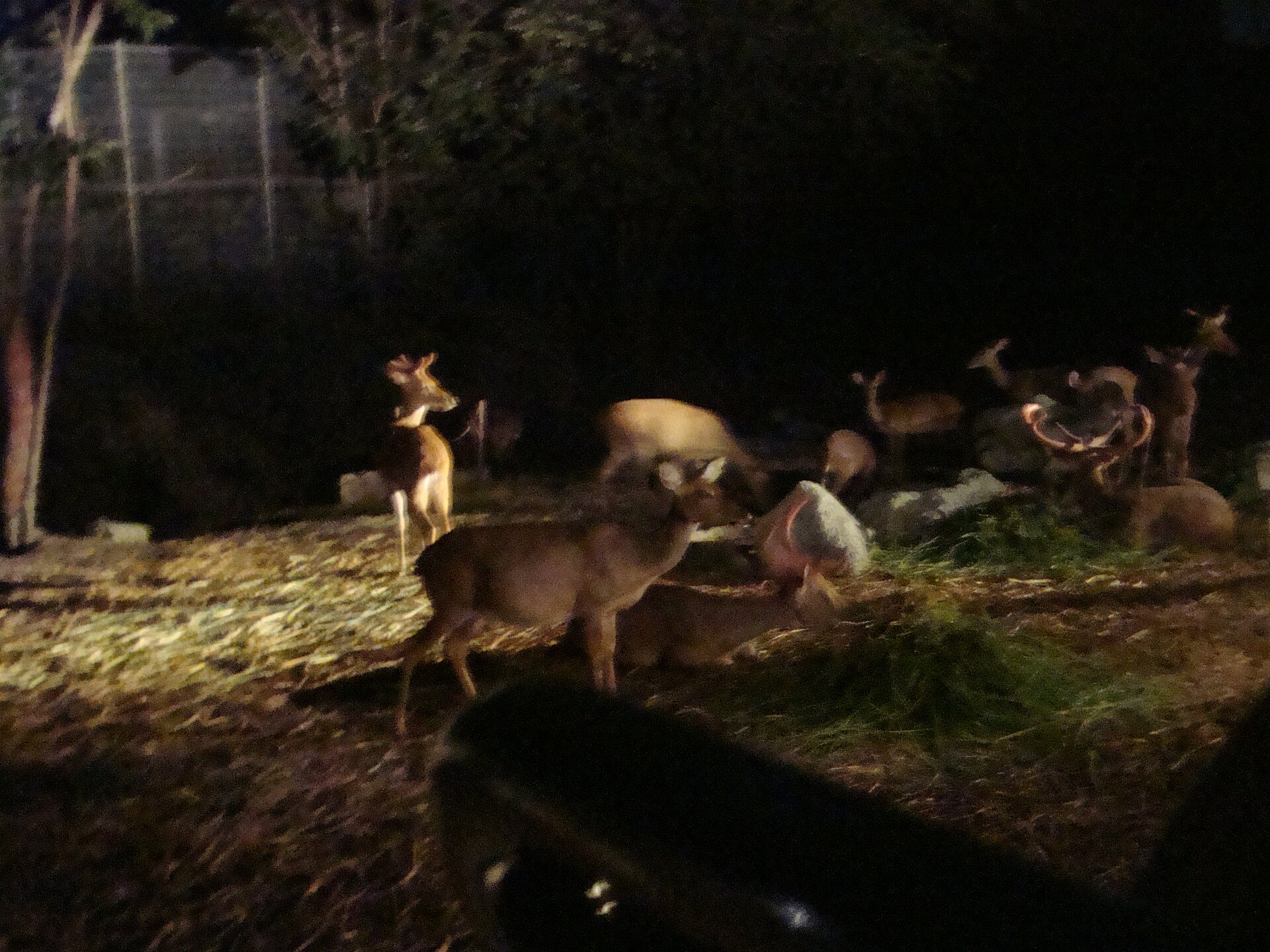 Day Trip to Chiang Mai Night Safari