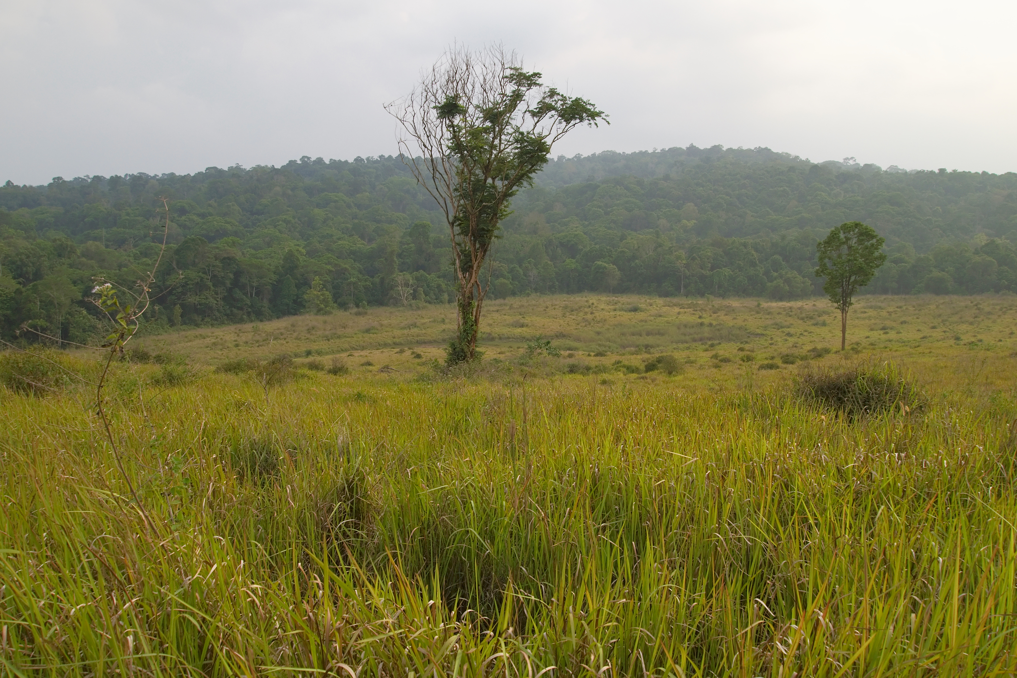 Tropical grasslands in Khao Yai