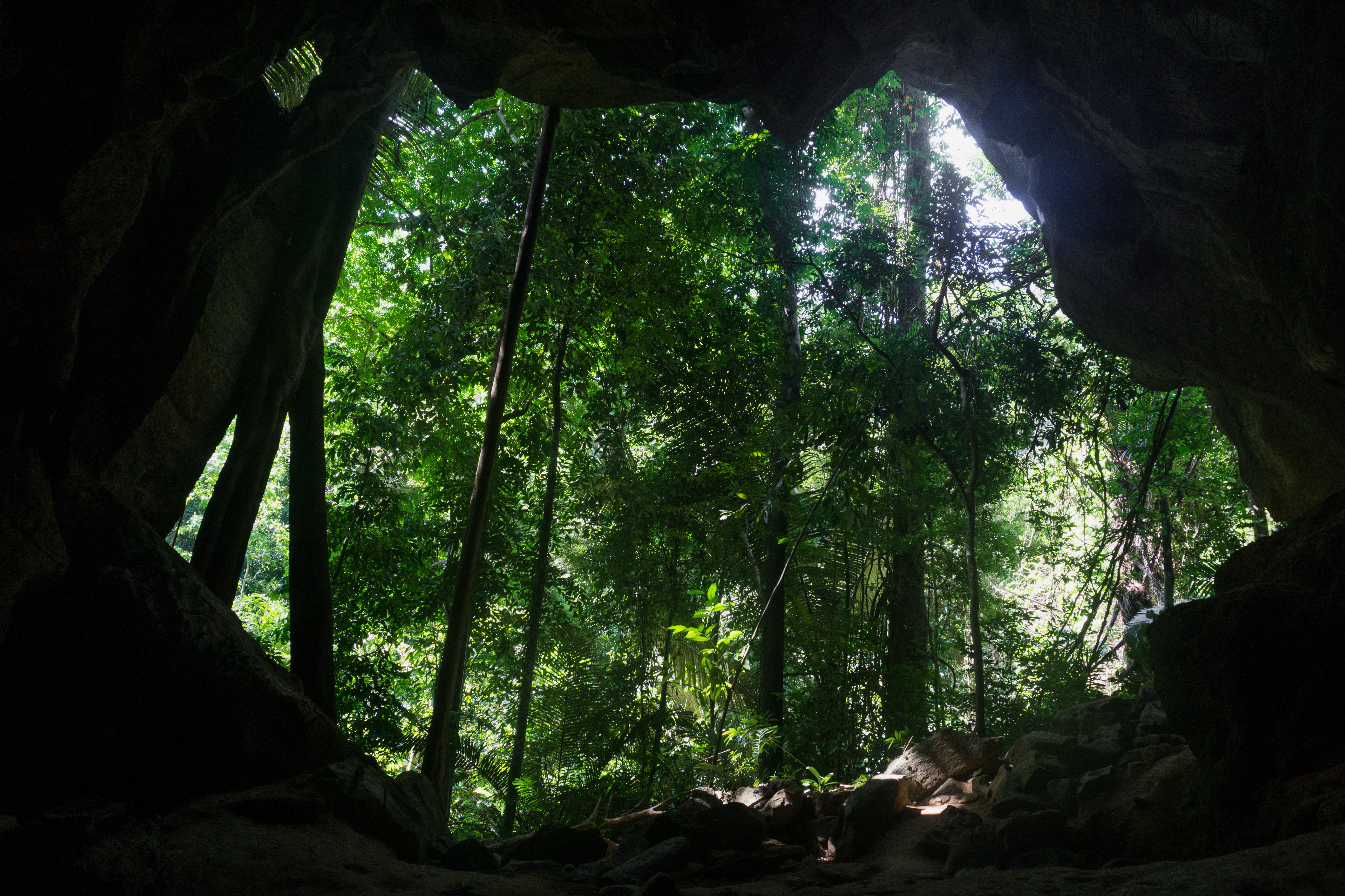 Bat cave in Thailand