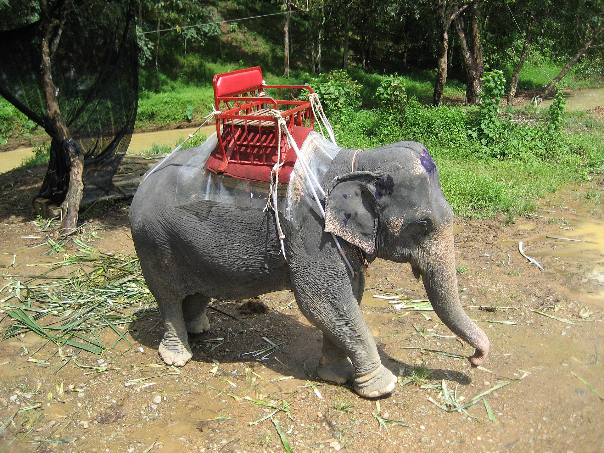 Day Trip to Khao Sok Elephant Sanctuary