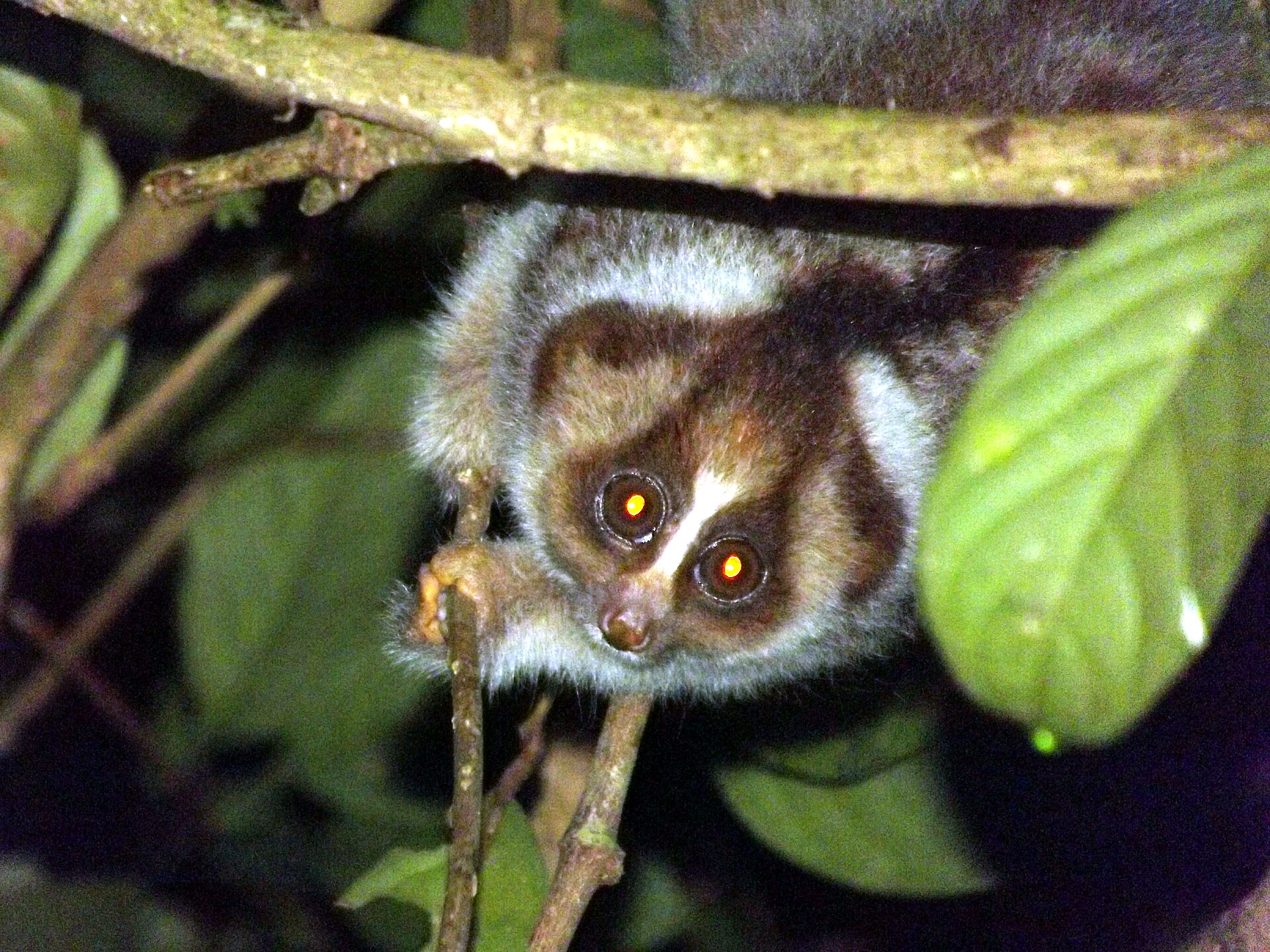 Slow loris at night