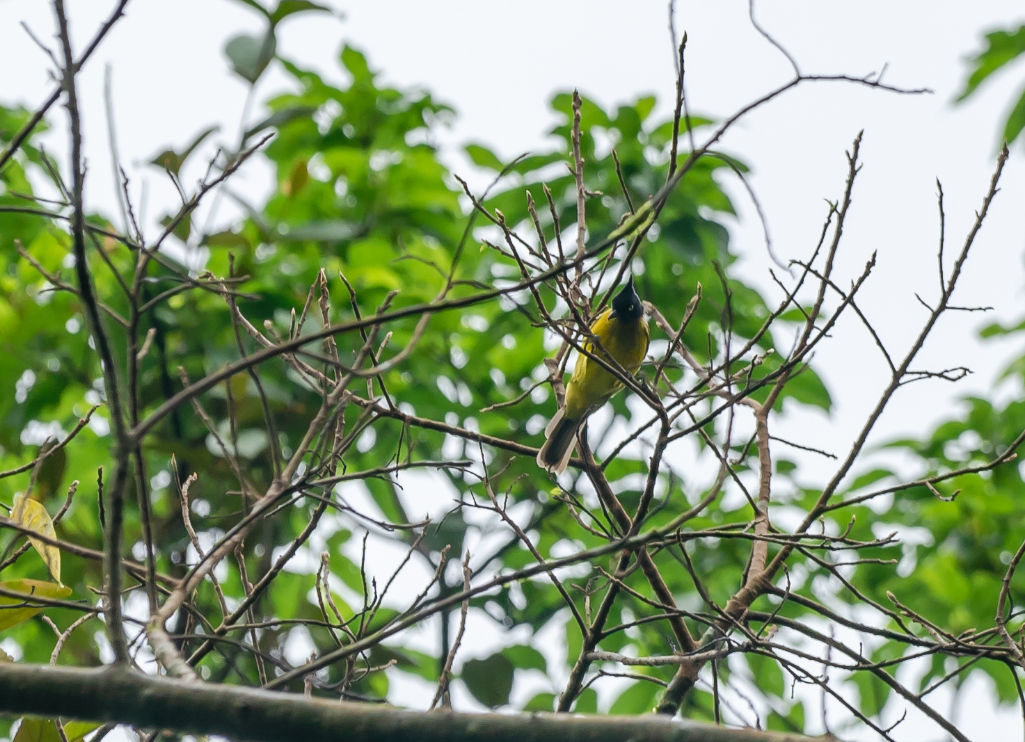 Forest trail in Khao Sok