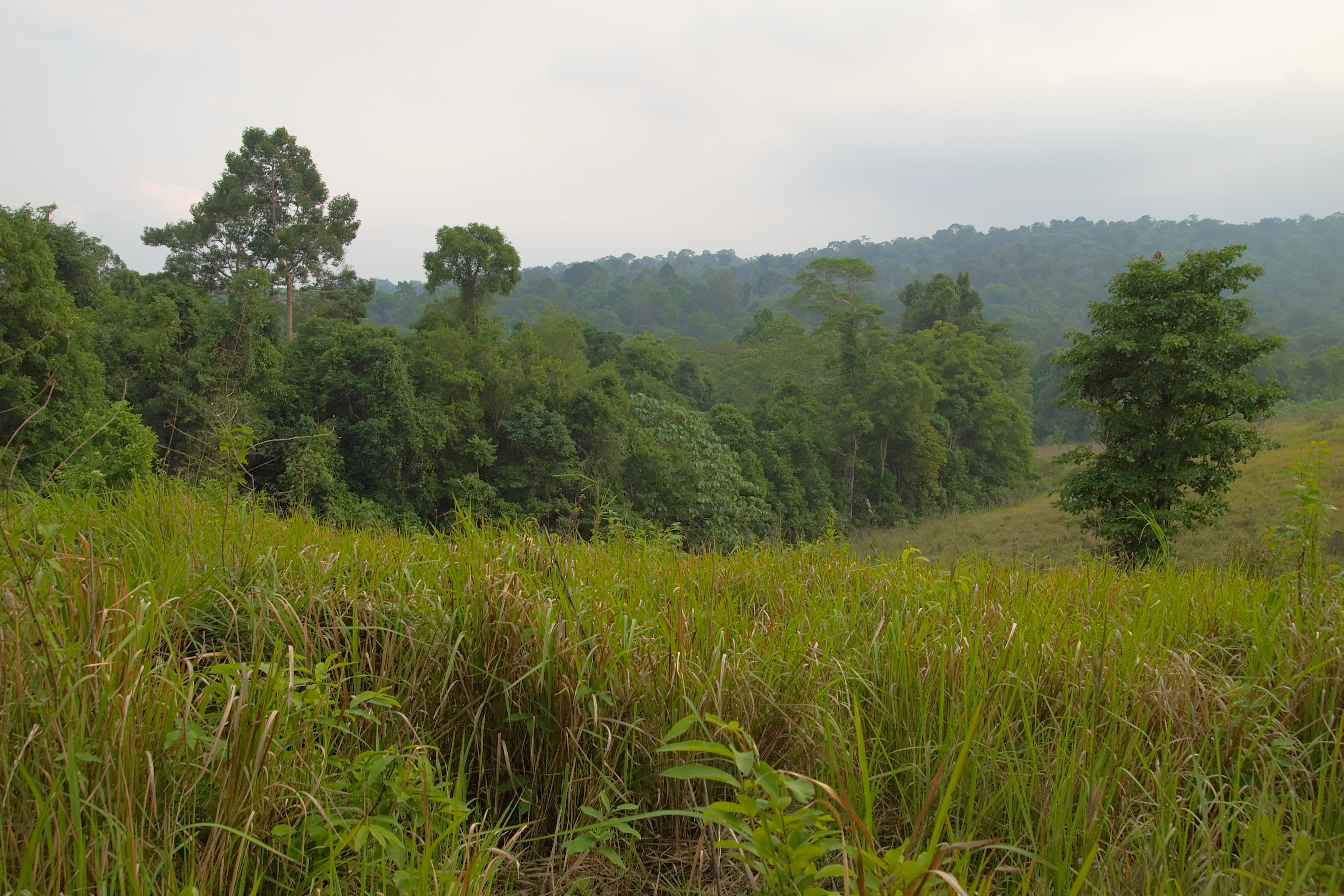 Grasslands in Khao Yai
