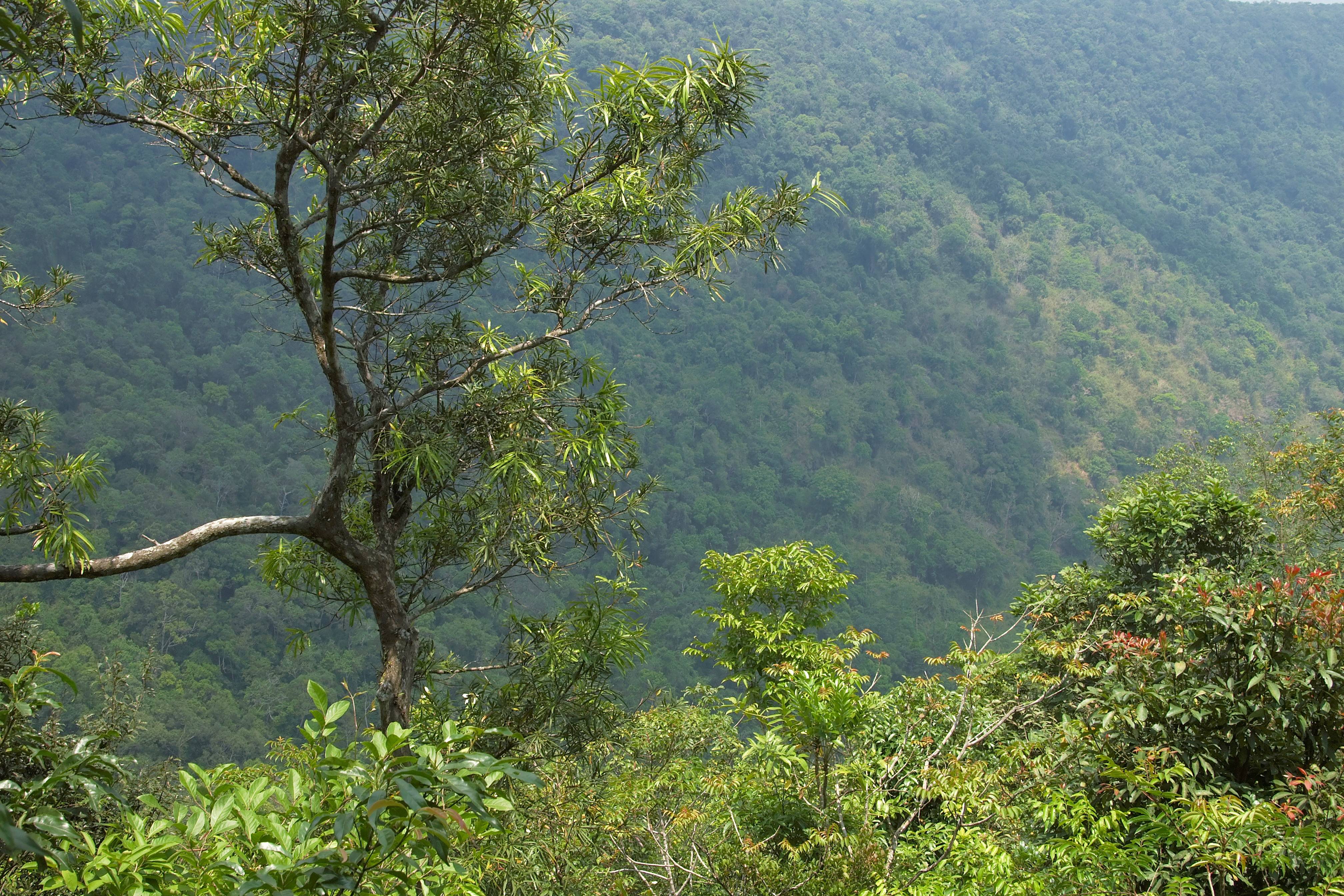 Day Trip to Khao Yai National Park Trails