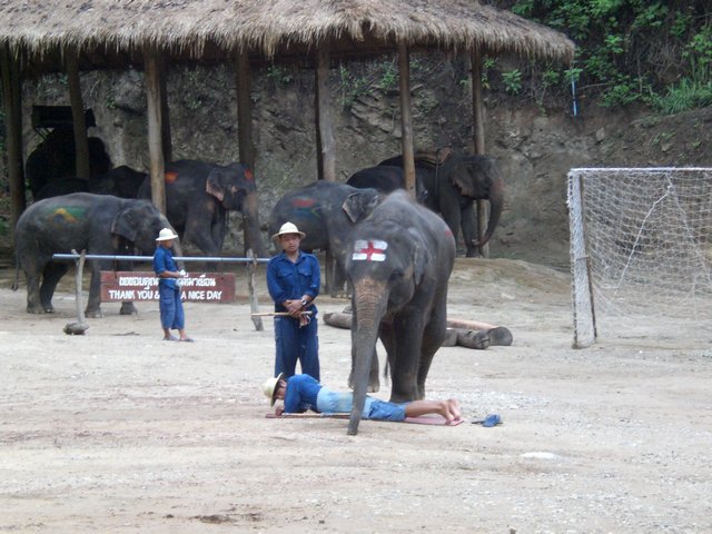 Day Trip to Mae Sa Elephant Camp