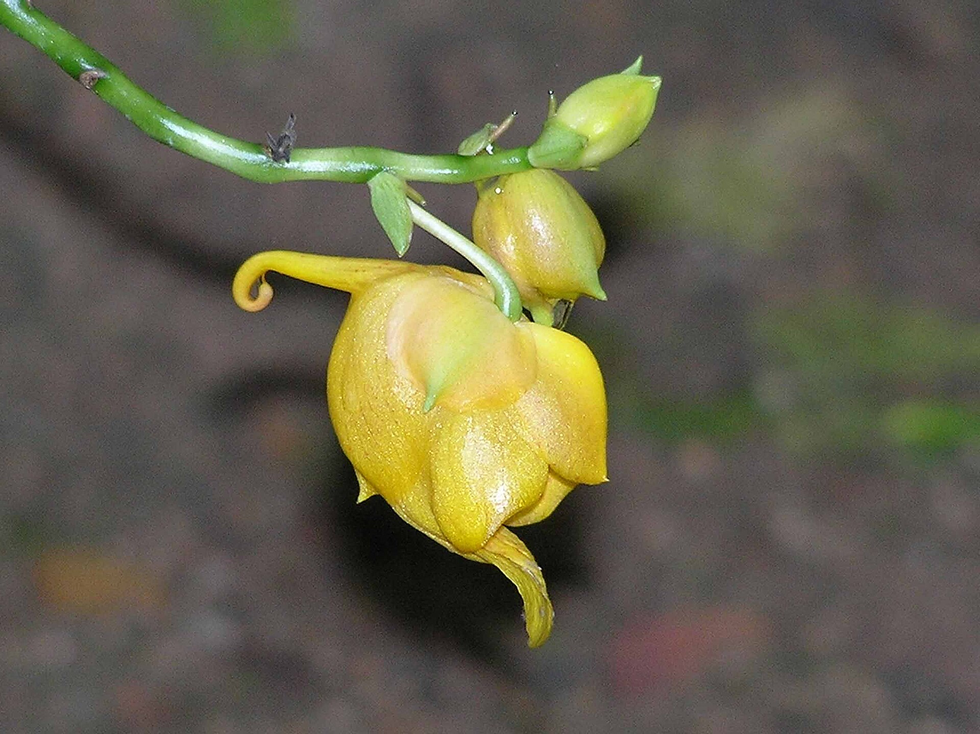 Royal Flora Ratchaphruek gardens