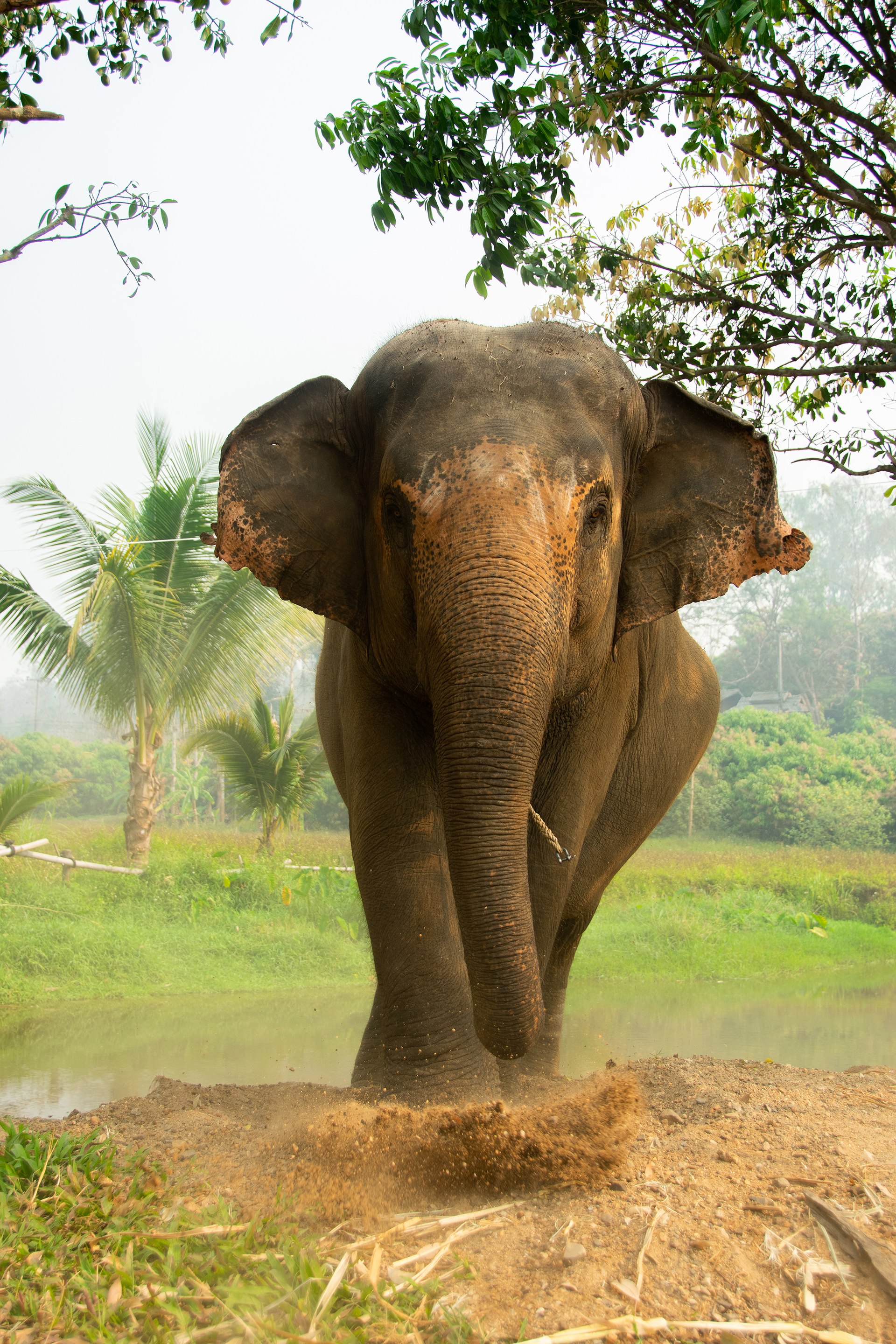 Day Trip to Samui Elephant Sanctuary