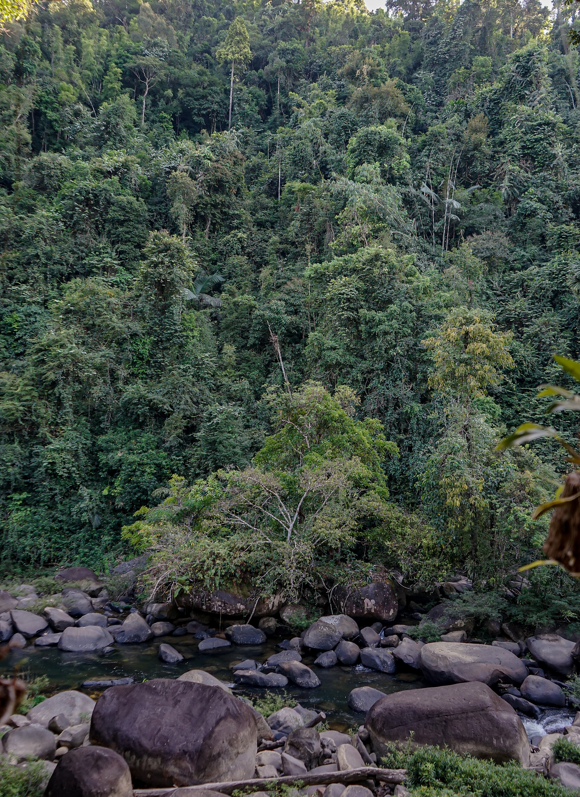 River bend in Khao Sok National Park