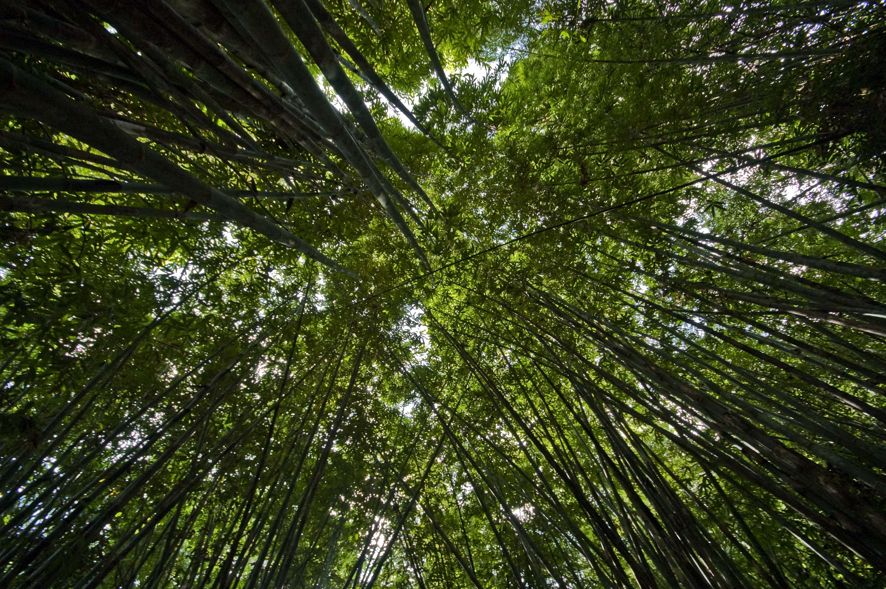 Rainforest in Khao Sok National Park