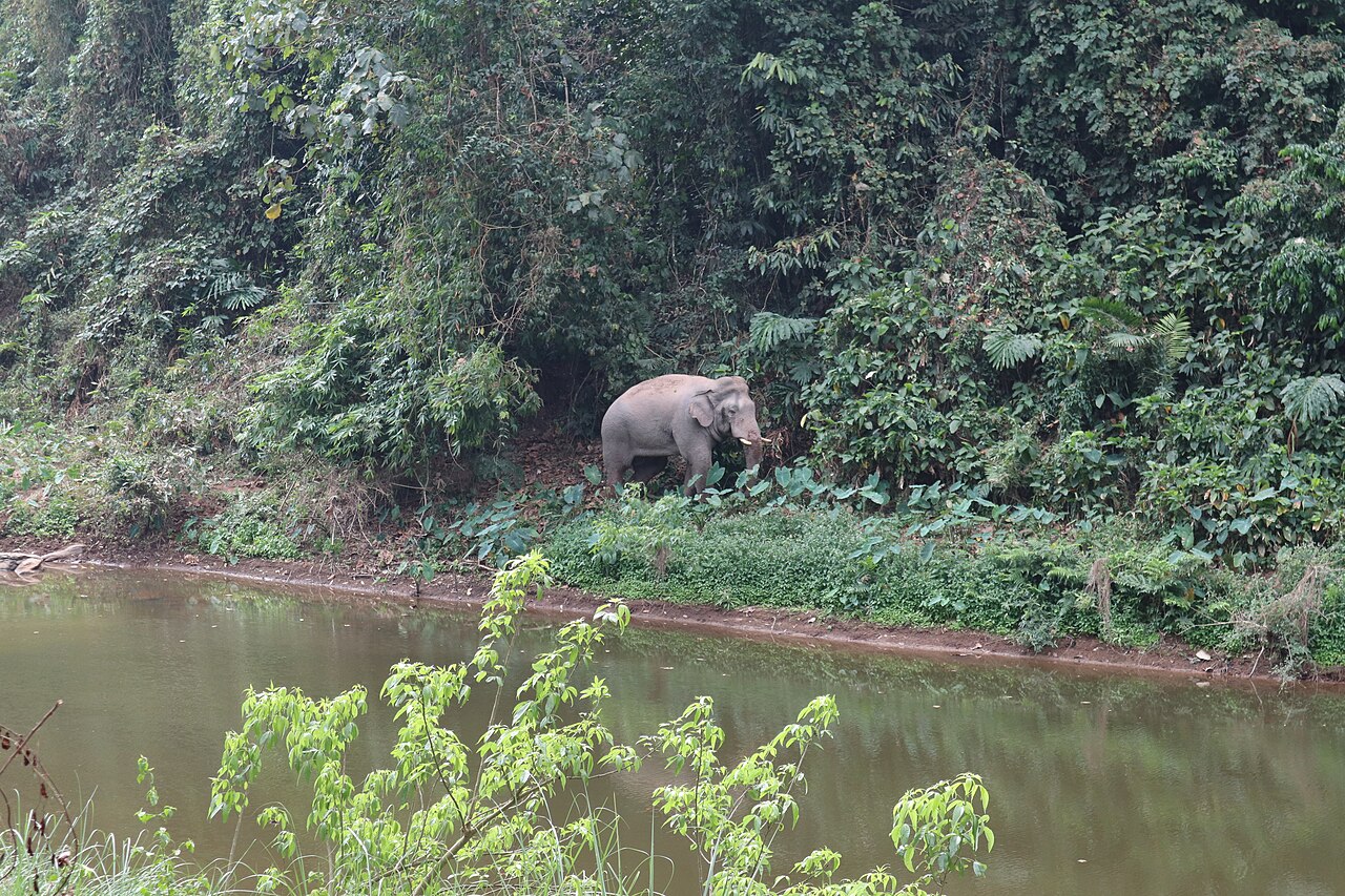 Elephant habitat in Khao Yai Forest Complex